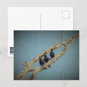3 Crows Postcard
