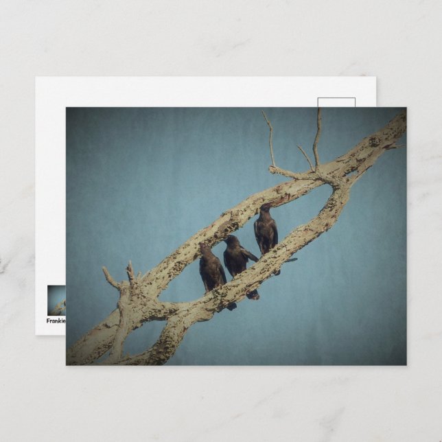 3 Crows Postcard (Front/Back)