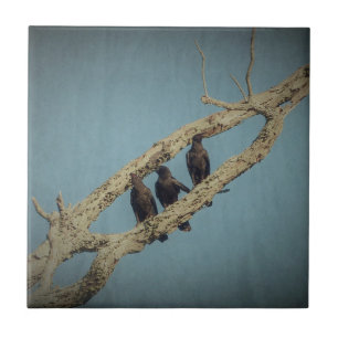 3 Crows Tile