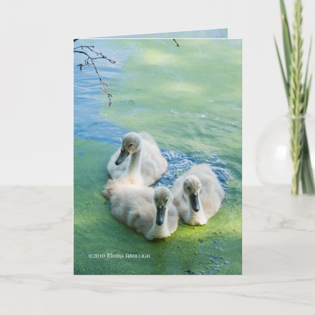 3 Cygnets in Algae Card (Front)