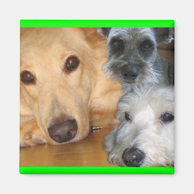 3 doggies green frame Magnet (Front)