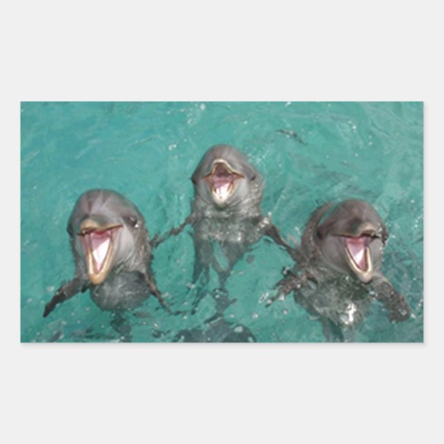 3 Dolphins Sticker (Front)