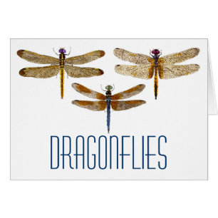 3 Dragonflies