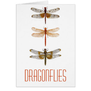 3 Dragonflies