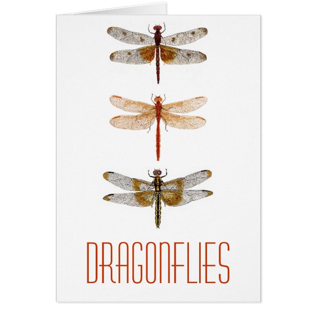 3 Dragonflies (Front)