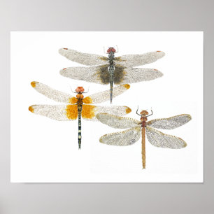 3 Dragonflies Poster