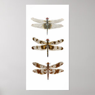 3 Dragonflies -Vertical Poster