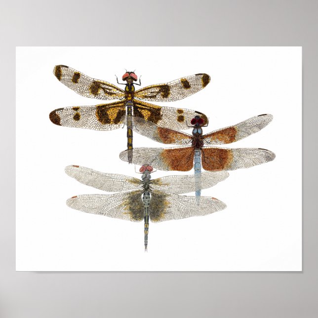 3 Dragonfly Art Poster (Front)