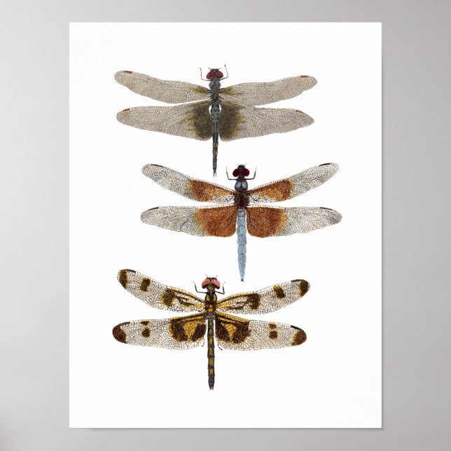 3 Dragonfly Species Poster (Front)