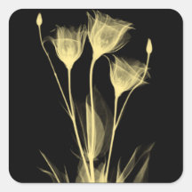 3 fleurs de radiographie étiquette de vin