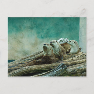3 funny otters in a beautiful background of colour postcard