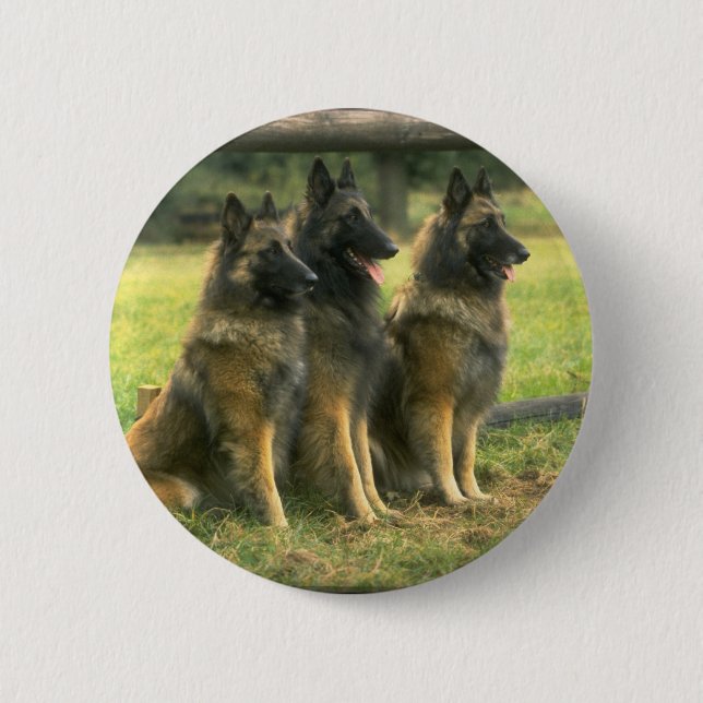 3-German Shepherds 2 Inch Round Button (Front)