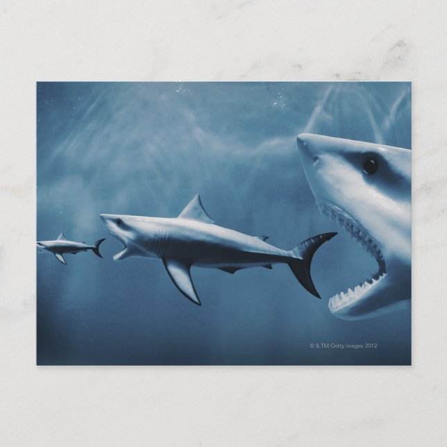 3 Great white sharks (Carcharodon carcharias) Postcard (Front)