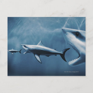 3 Great white sharks (Carcharodon carcharias) Postcard