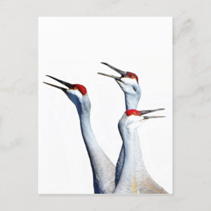 3 Grues Sandhill Photo Stabilisation Carte postale