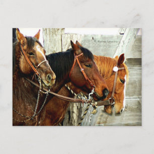 3 Horse Heads Postcard