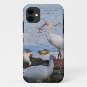 3 Ibis on the shore of Florida Bay iPhone 11 Case