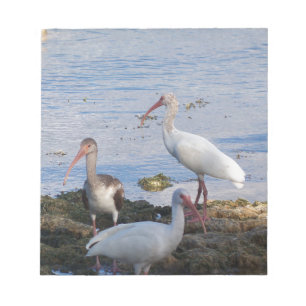 3 Ibis on the shore of Florida Bay Notepad