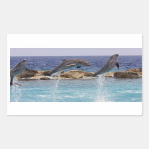 3 jumping dolphins sticker