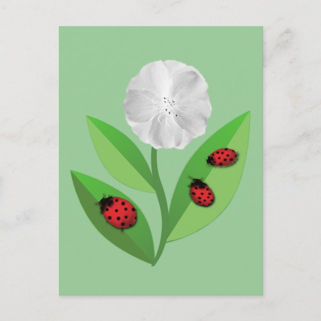 3 Ladybugs Postcard (Front)