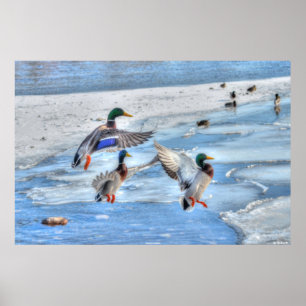 3 Landing Mallard Duck Drakes Wildlife Photo Poster