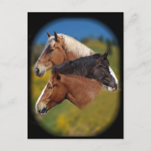 3 mare heads postcard