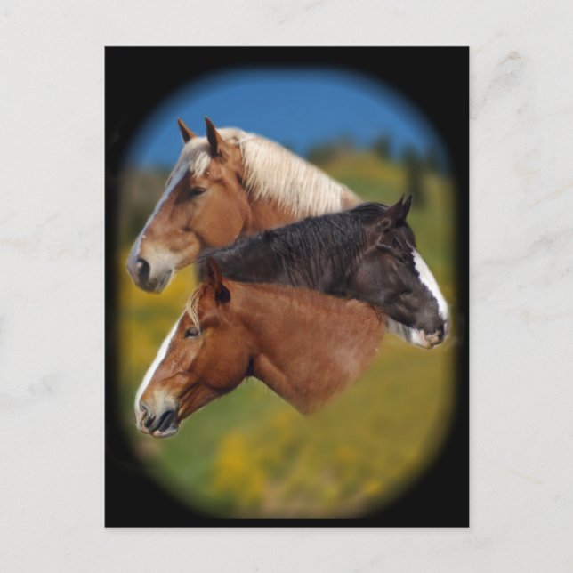 3 mare heads postcard (Front)