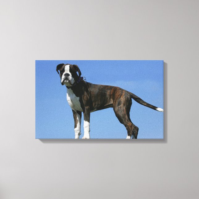 3 Month Old Boxer Puppy Canvas Print (Front)