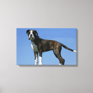3 Month Old Boxer Puppy Canvas Print