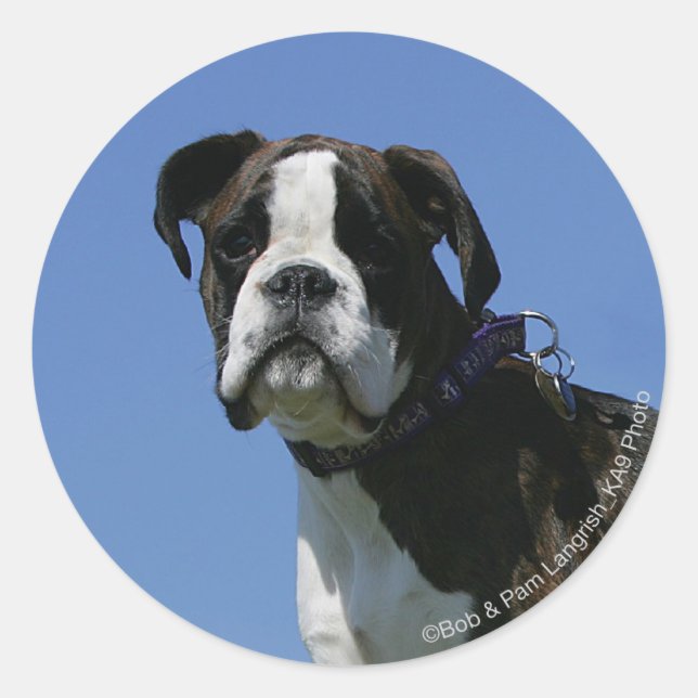 3 Month Old Boxer Puppy Classic Round Sticker (Front)