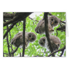 3 owlets blank note card