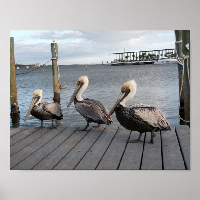 3 Pelicans in a row Poster (Front)