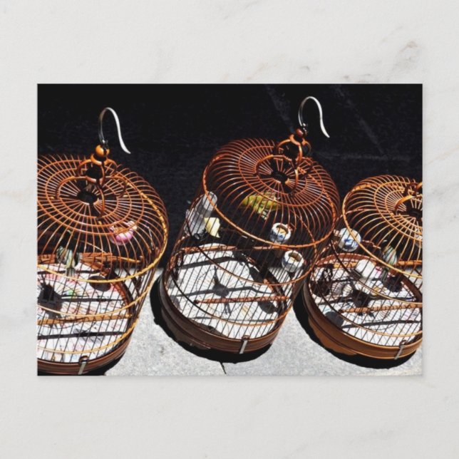 3 Petits oiseaux en Chine Carte postale (Devant)