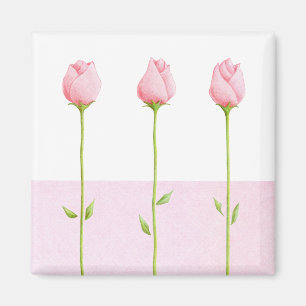 3 Pink Rosebuts Magnet