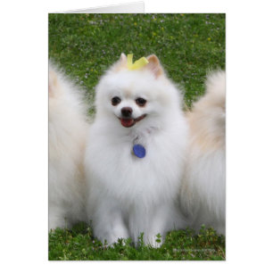 3 Pomeranians Sitting