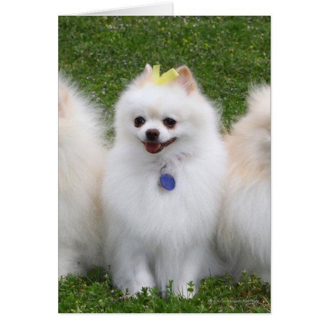 3 Pomeranians Sitting (Front)