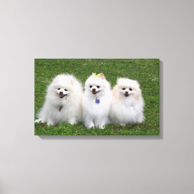 3 Pomeranians Sitting Canvas Print (Front)