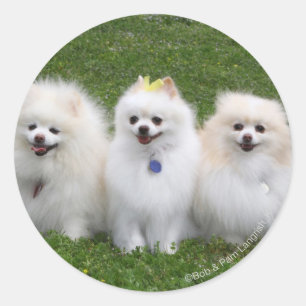 3 Pomeranians Sitting Classic Round Sticker