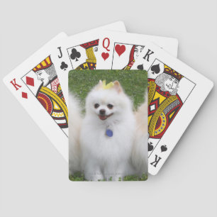 3 Pomeranians Sitting Playing Cards