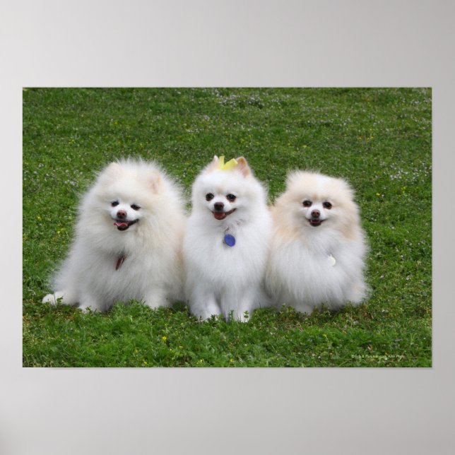 3 Pomeranians Sitting Poster (Front)