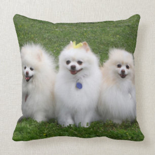 3 Pomeranians Sitting Throw Pillow