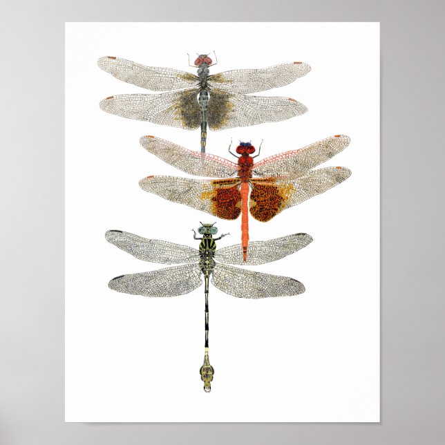 3 Poster d'Art Dragonfly (Devant)