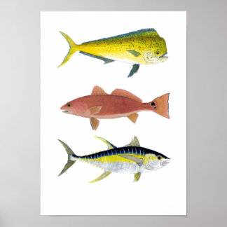 3 Saltwater Gamefish Poster