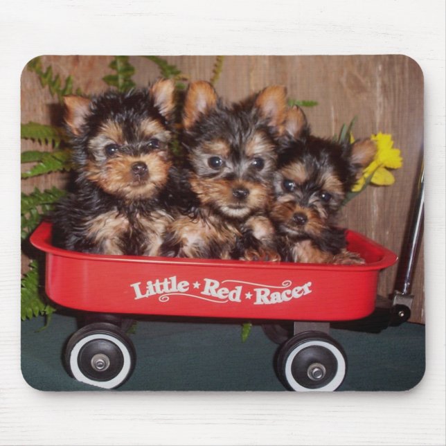 3 Silky Terrier Puppies Mouse Pad (Front)