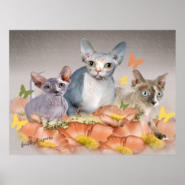 3 sphynx kittens cards poster (Front)