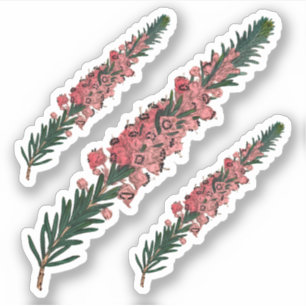 3 Sprigs of Cornish Heath (Erica vagans) - Contour