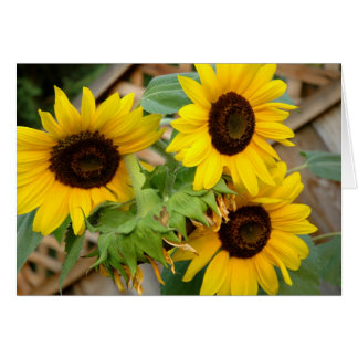 3 Sunflowers