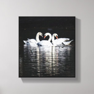 3 Swans and Reflections Canvas Print