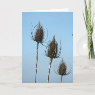 3 Teazles Card
