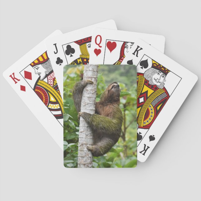 3-Toed Sloth Playing Cards (Back)